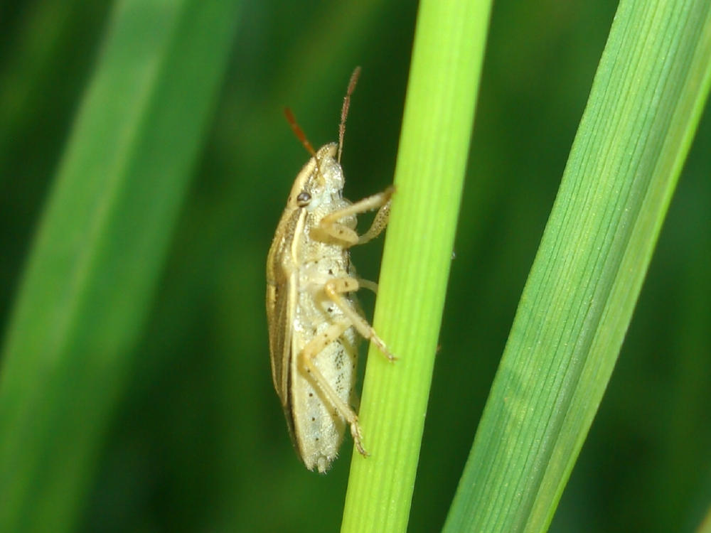 Pentatomidae: Aelia cf. acuminata