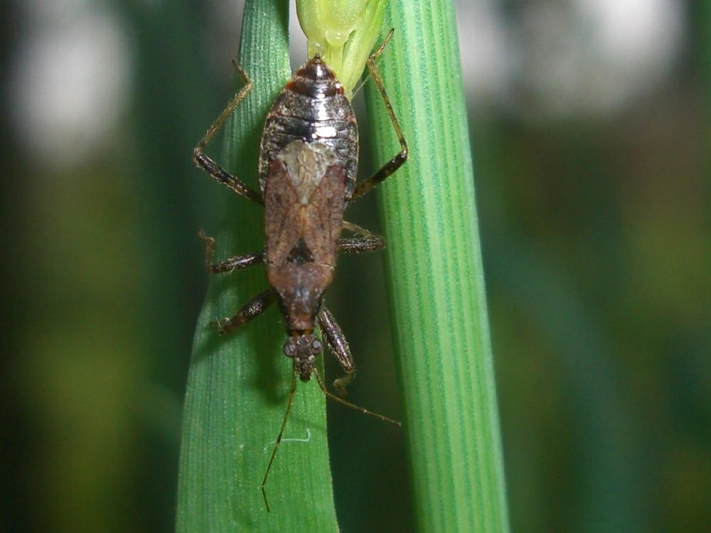 Da identificare: Himacerus (Aptus) mirmicoides