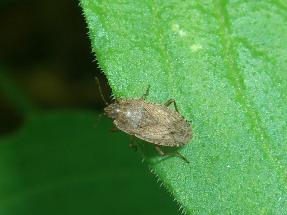 Lygaeidae: Emblethis sp.