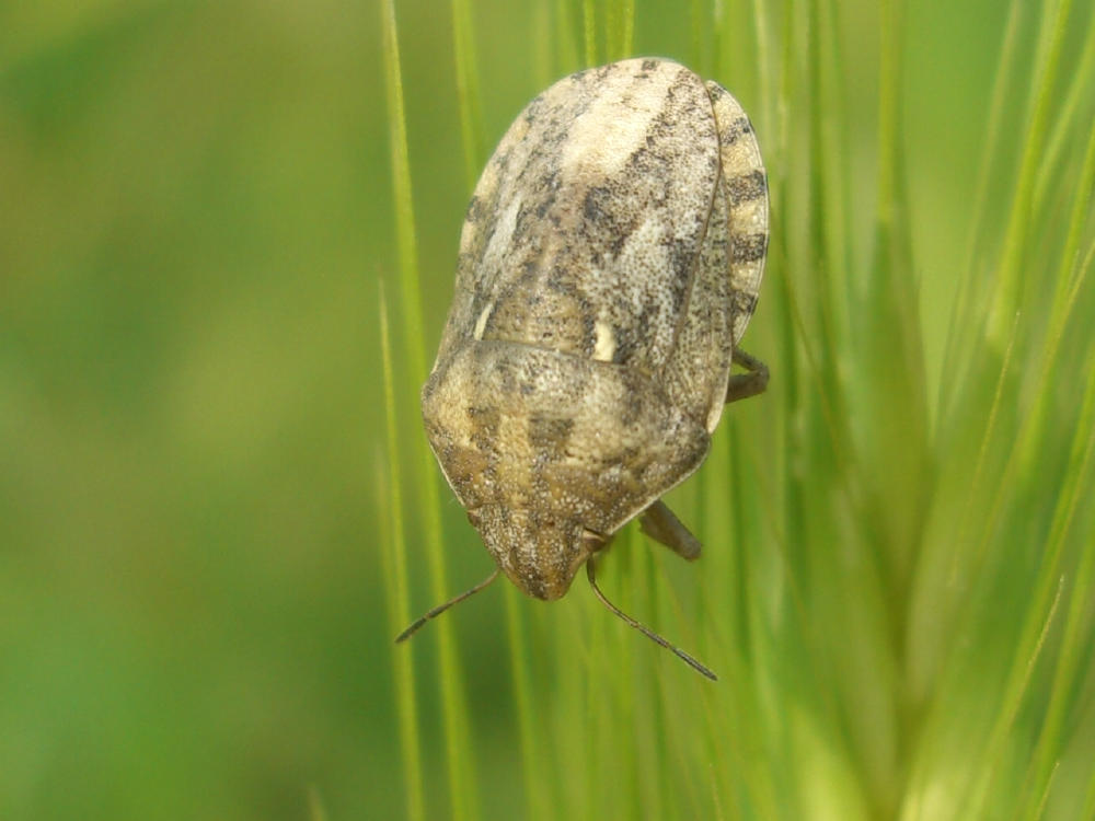 Scutelleridae: Eurygaster maura