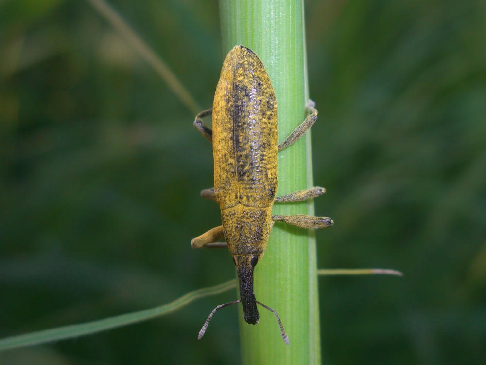 Larinus sp? Lixus pulverulentus