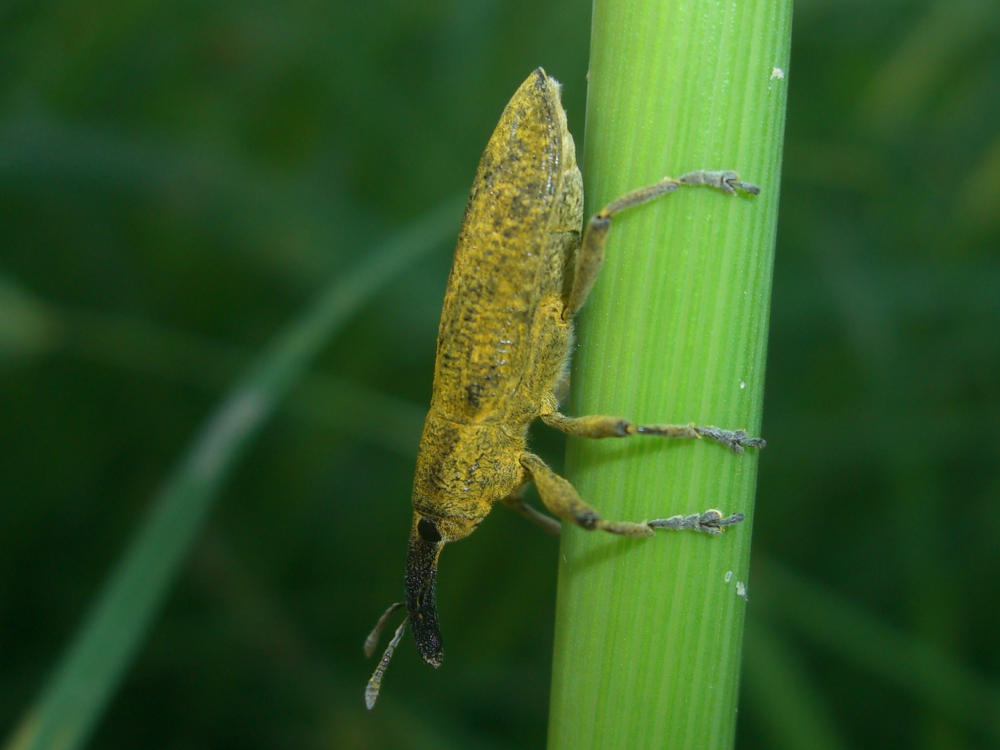 Larinus sp? Lixus pulverulentus