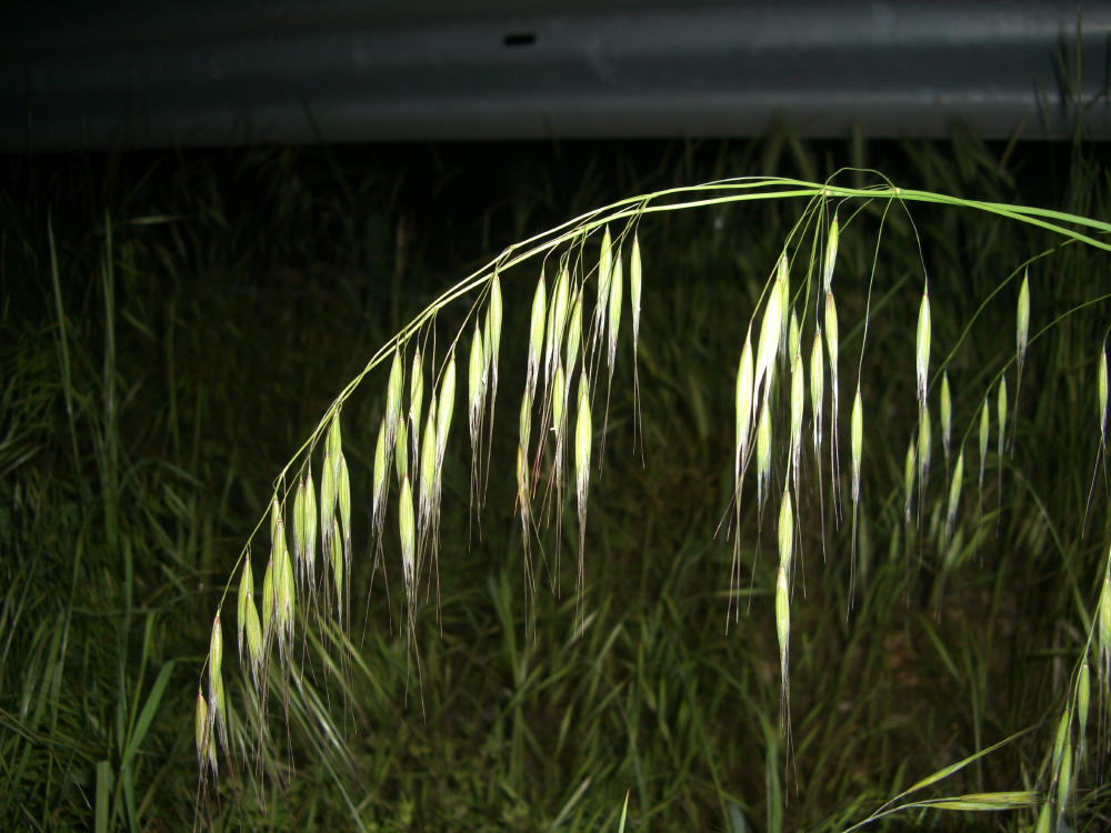 Avena sp.