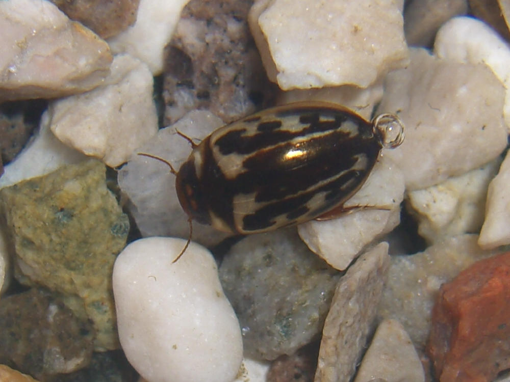 Platambus maculatus (Dytiscidae), dal Veneto