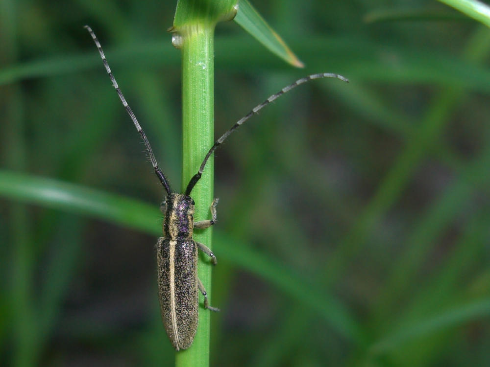 Cerambycidae: Agapanthia cardui