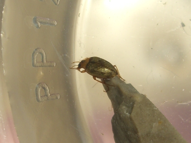 Dytiscidae e  Haliplidae