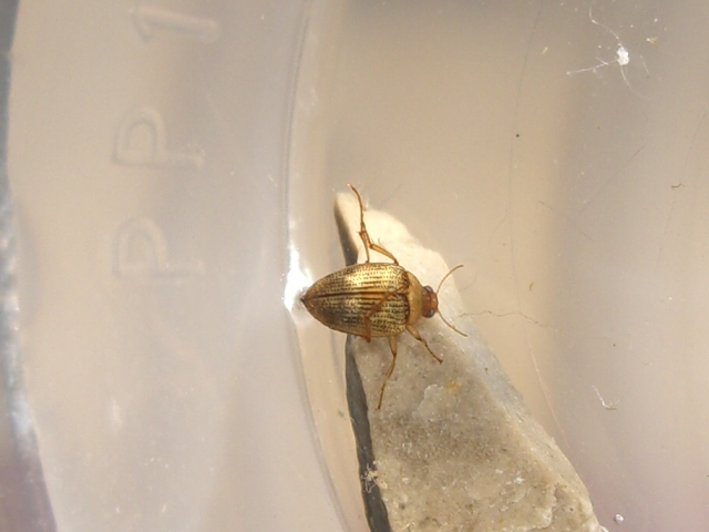 Dytiscidae e  Haliplidae