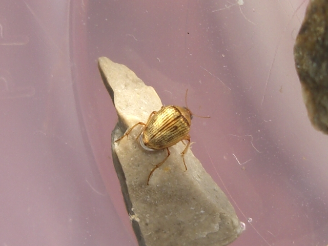 Dytiscidae e  Haliplidae