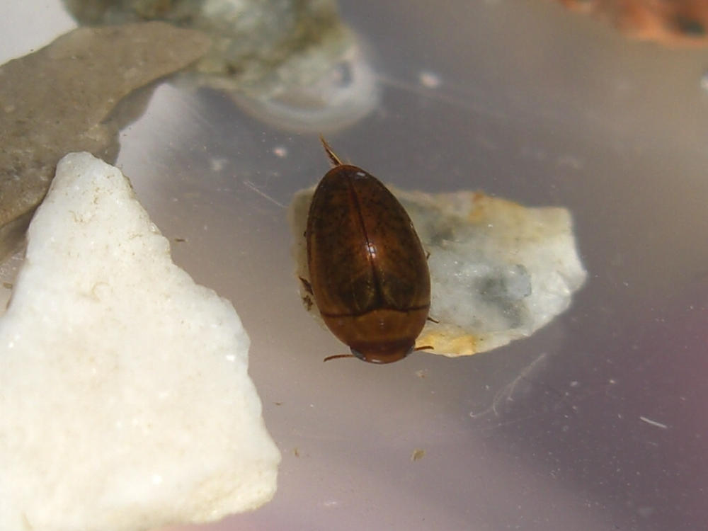 Dytiscidae e  Haliplidae