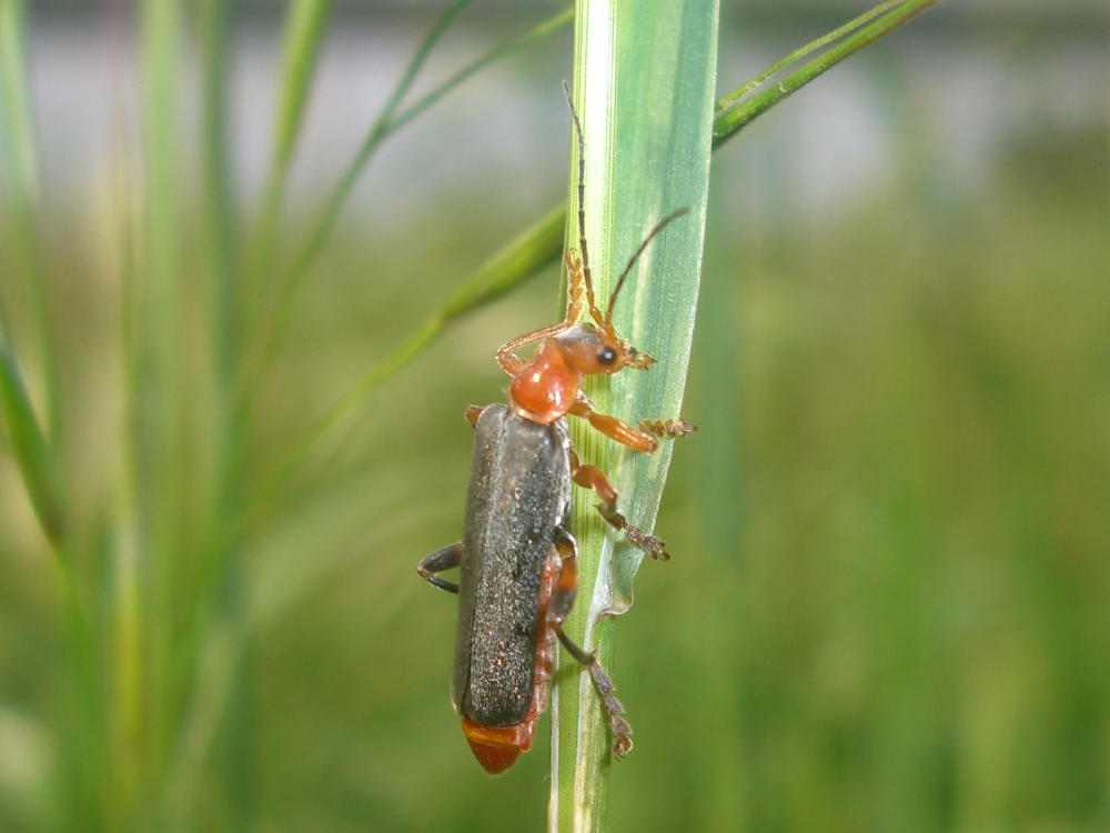 Da identificare: Cantharis livida