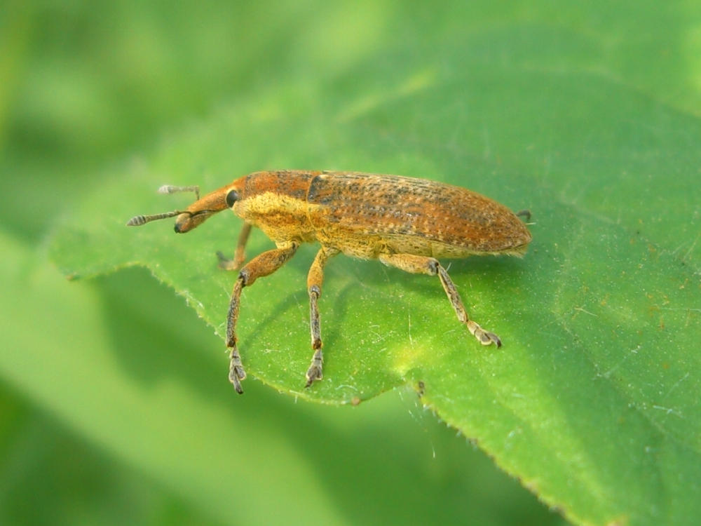 Curculionidi da identificare