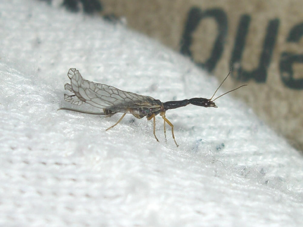 Venustoraphidia nigricollis