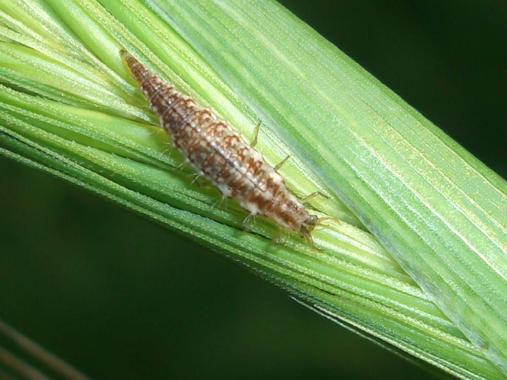 Larve di Chrysoperla o Chrysopa