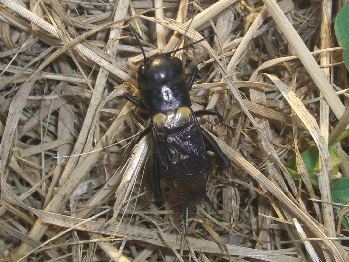 Gryllus campestris