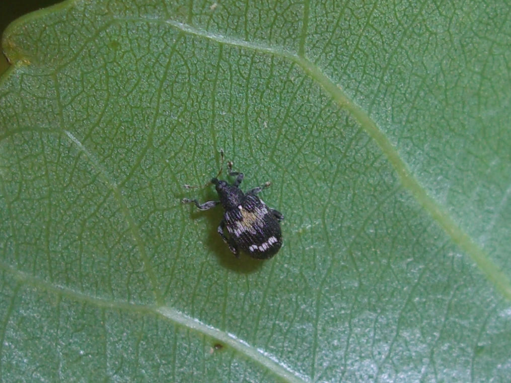 Curculionide salterino