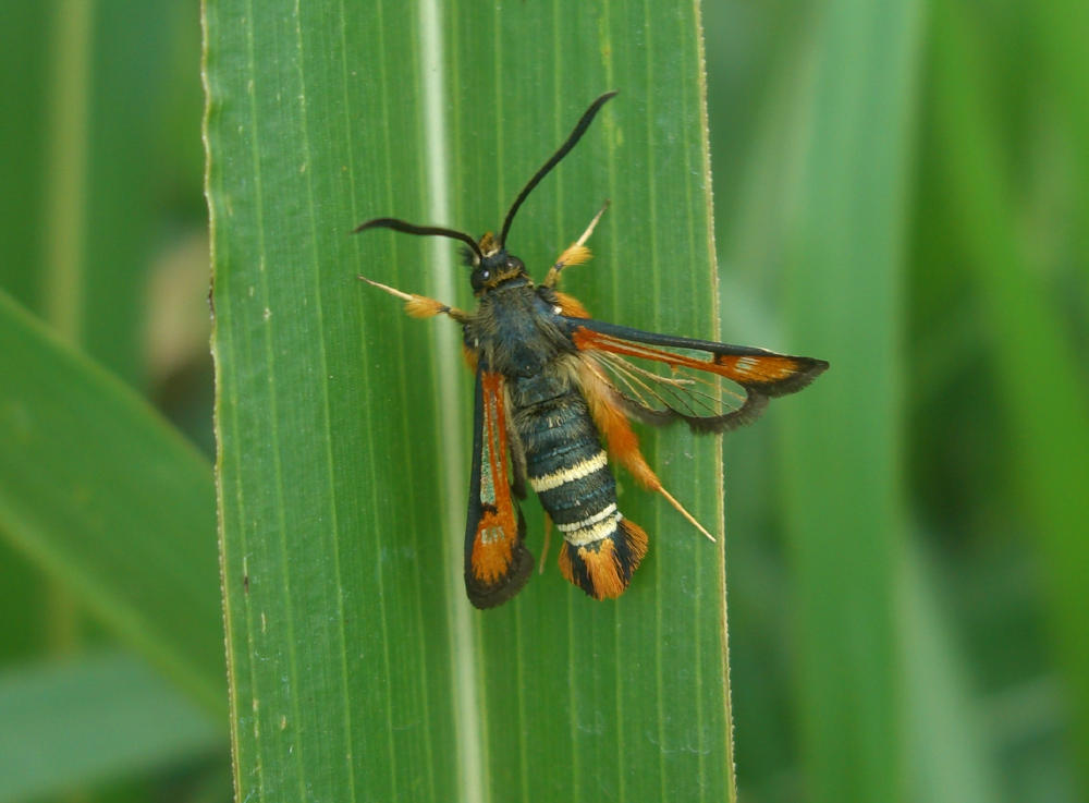 Sesiidae