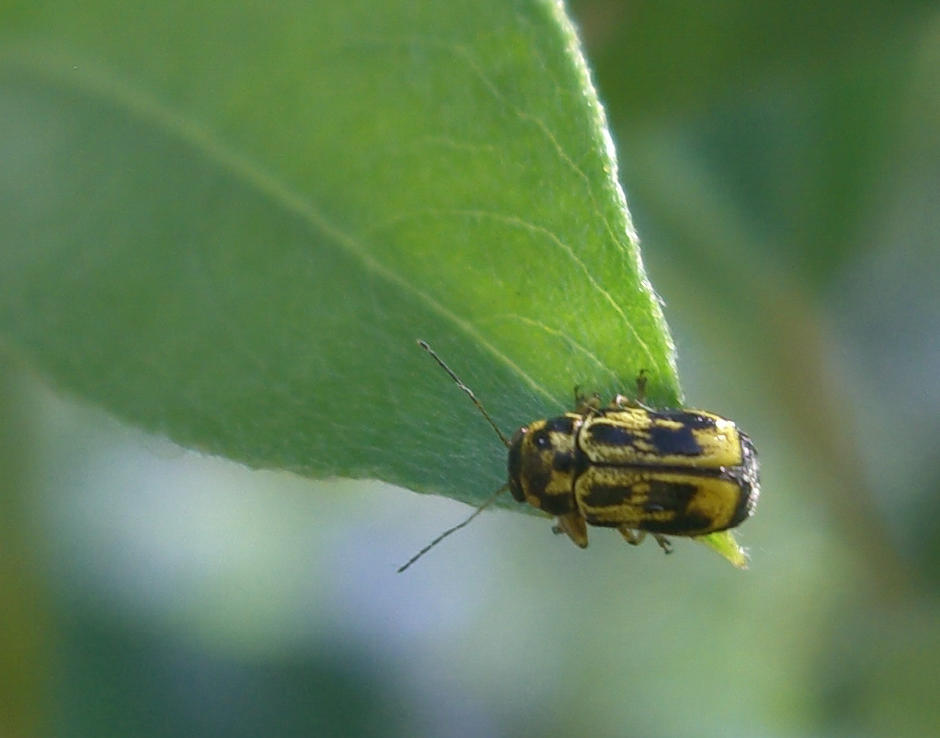 da determinare: Pachybrachis hieroglyphicus