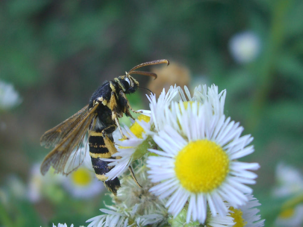 Sesiidae