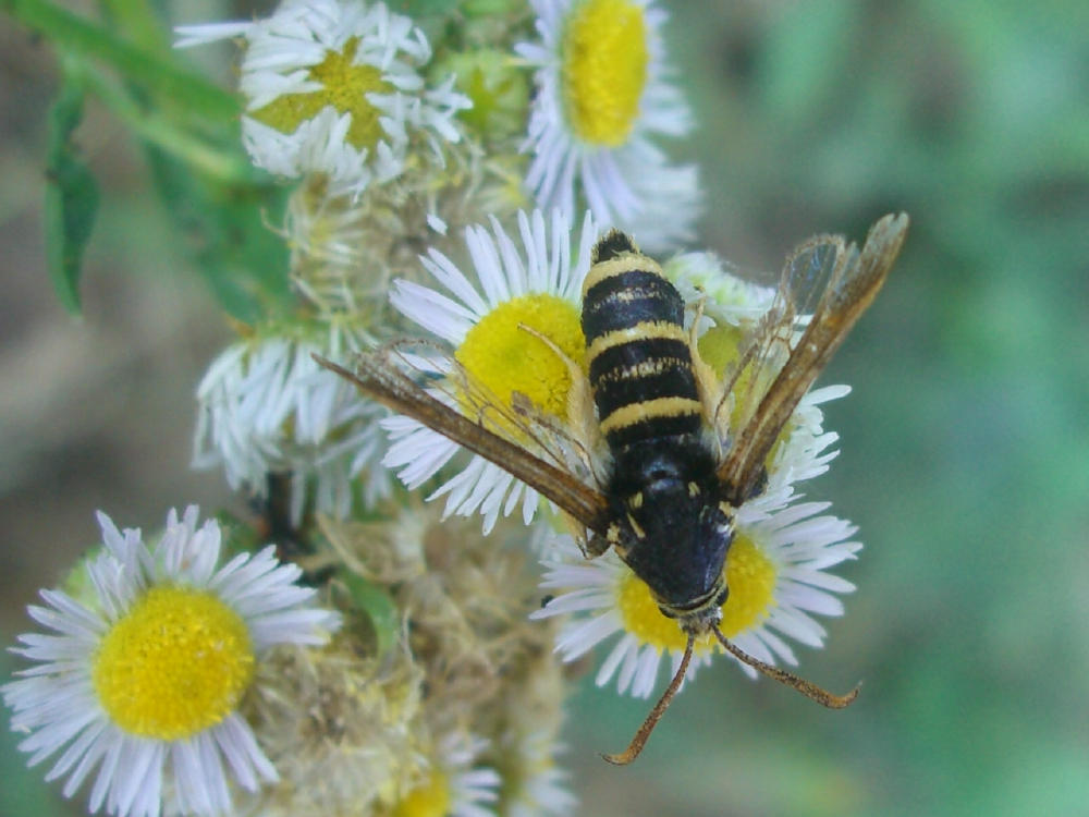 Sesiidae