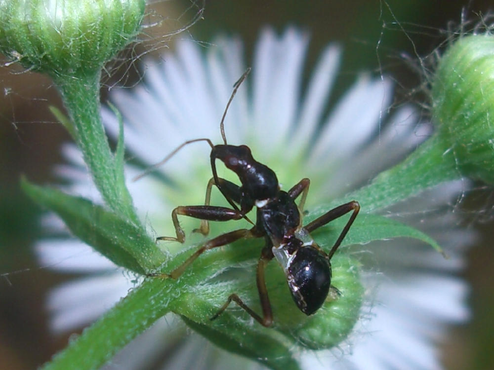 Falsa formica: ninfa di Himacerus mirmicoides (Nabidae)