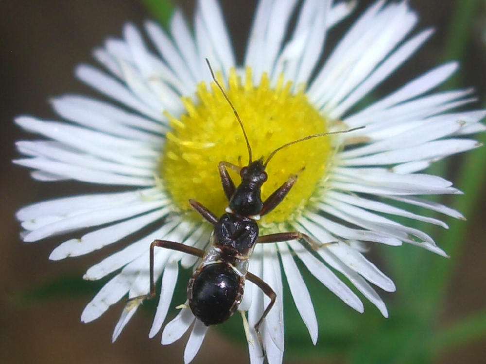 Falsa formica: ninfa di Himacerus mirmicoides (Nabidae)