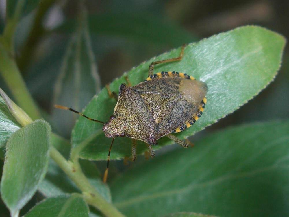 Pentatomidae: Arma custos e Carpocoris pudicus