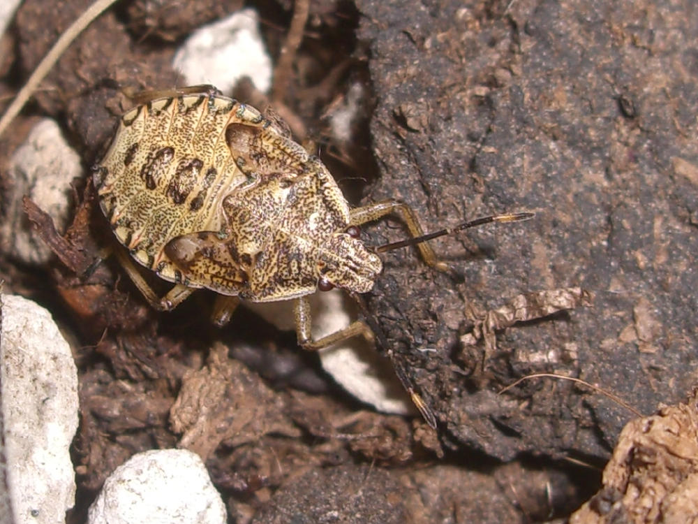 Pentatomidae: Arma custos e Carpocoris pudicus