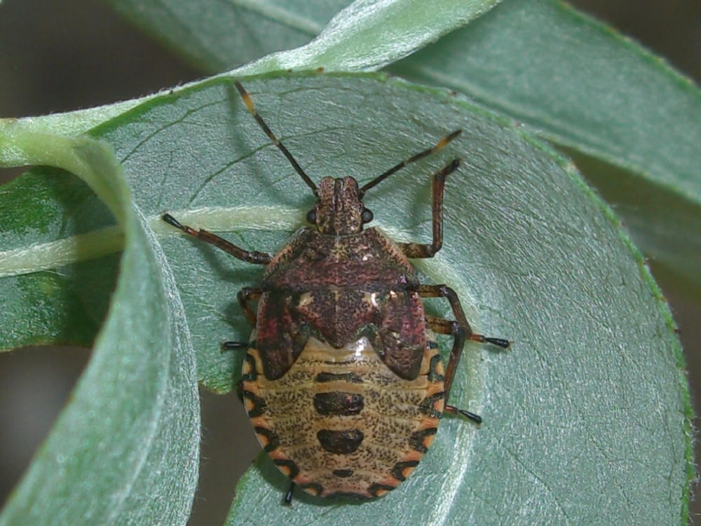 Pentatomidae: Arma custos e Carpocoris pudicus