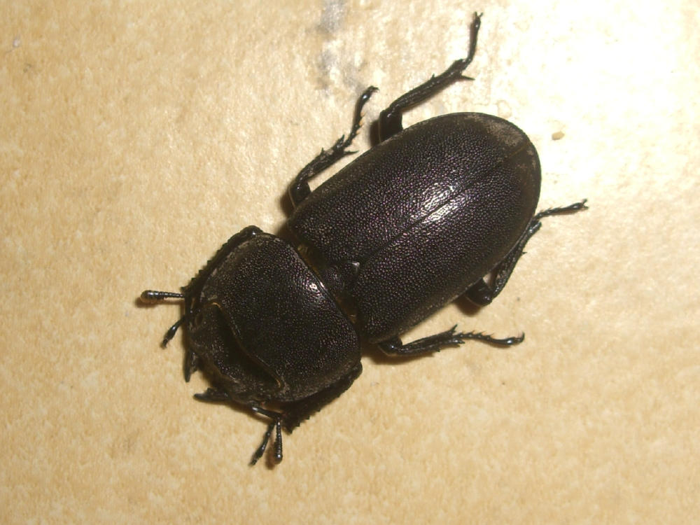 Dorcus parallelepipedus