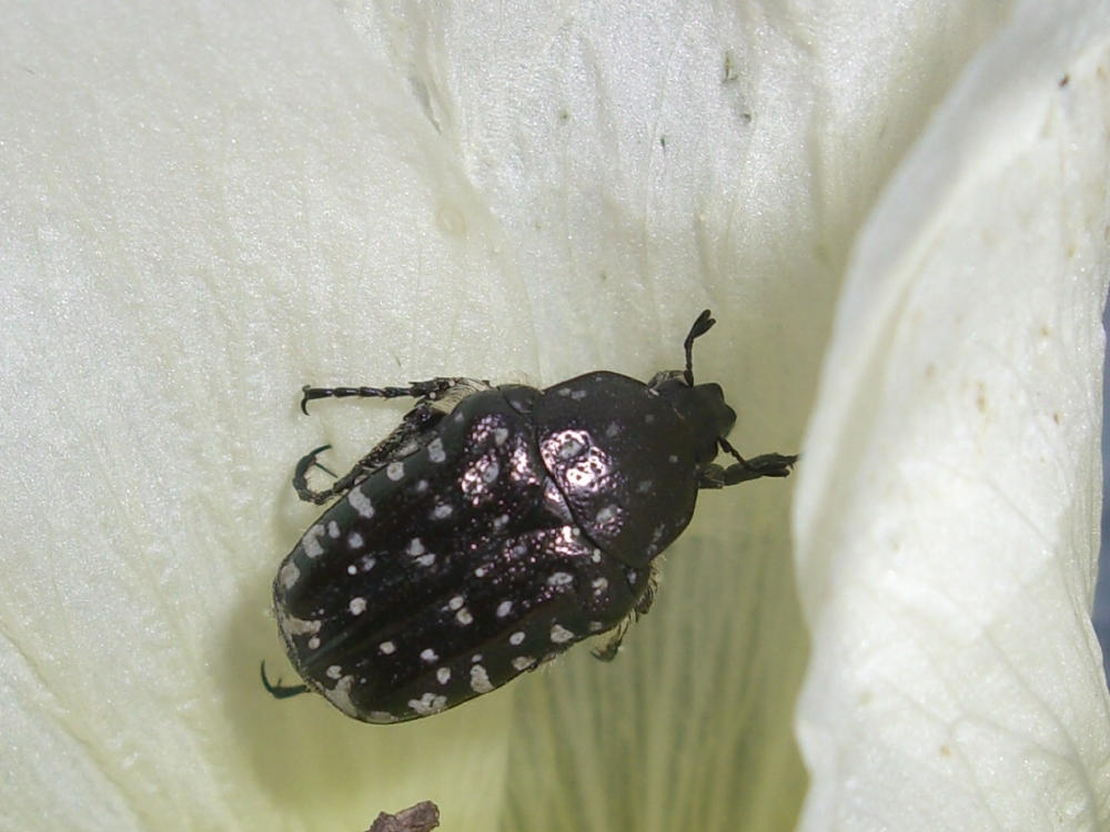 Cetoniidae: Oxythyrea funesta