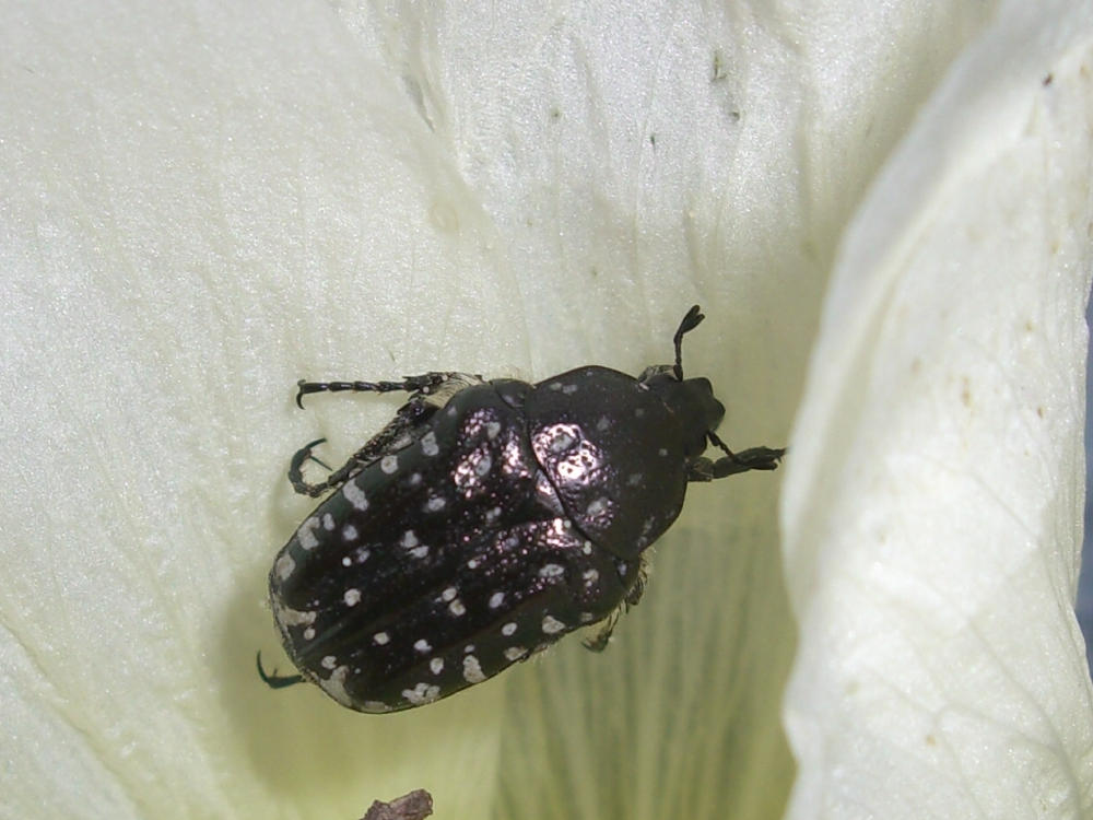 Cetoniidae: Oxythyrea funesta