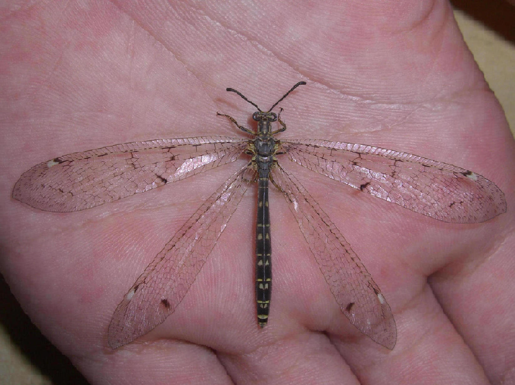 Distoleon tetragrammicus