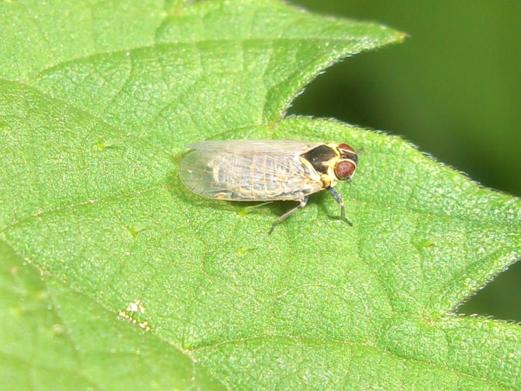 Da identificare:  Hyalesthes obsoletus