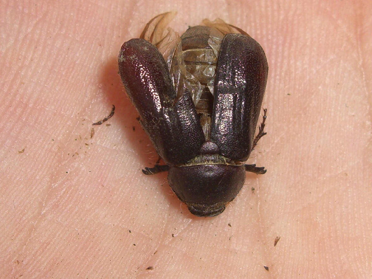 Da identificare: Aplidia transversa (Melolonthidae)