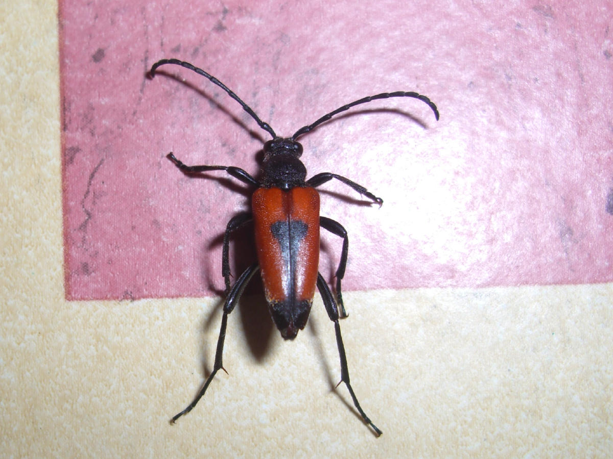 Stictoleptura cordigera