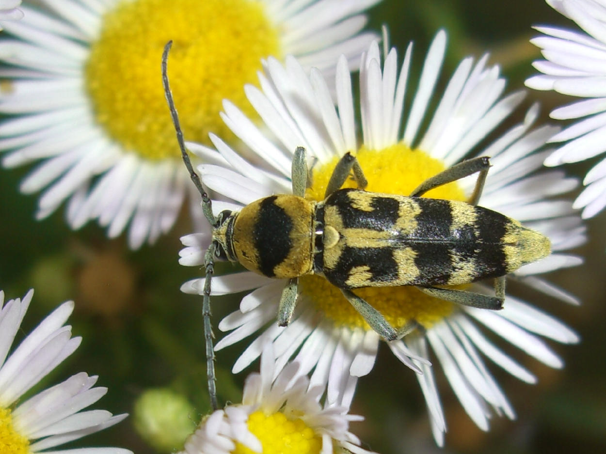 Chlorophorus varius