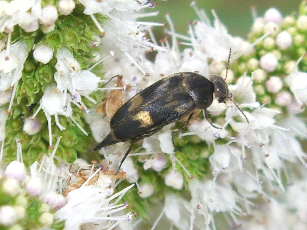 Mordellide
