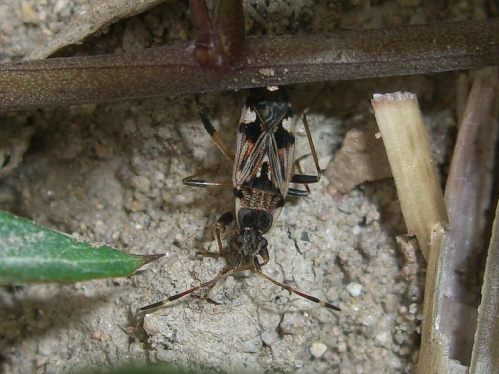 Lygaeidae: Beosus maritimus nel Veronese