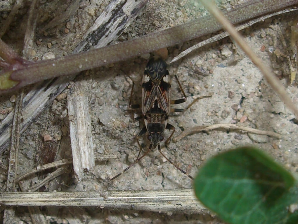 Lygaeidae: Beosus maritimus nel Veronese