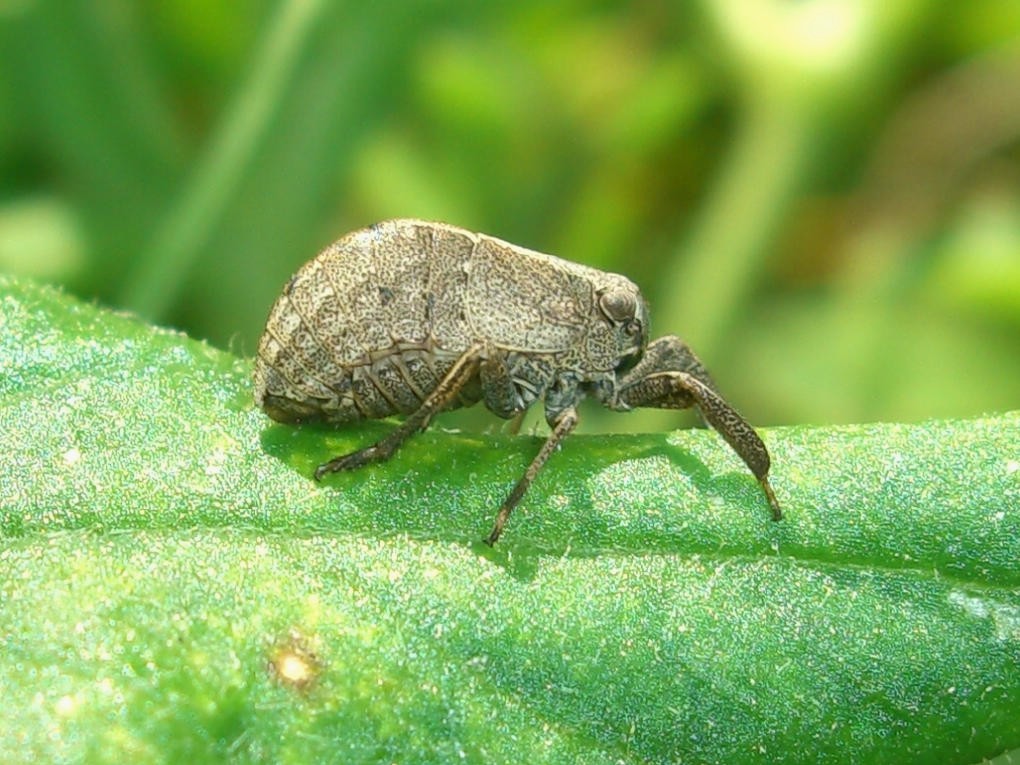Caliscelidae: Caliscelis wallengreni