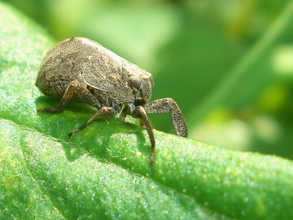 Caliscelidae: Caliscelis wallengreni