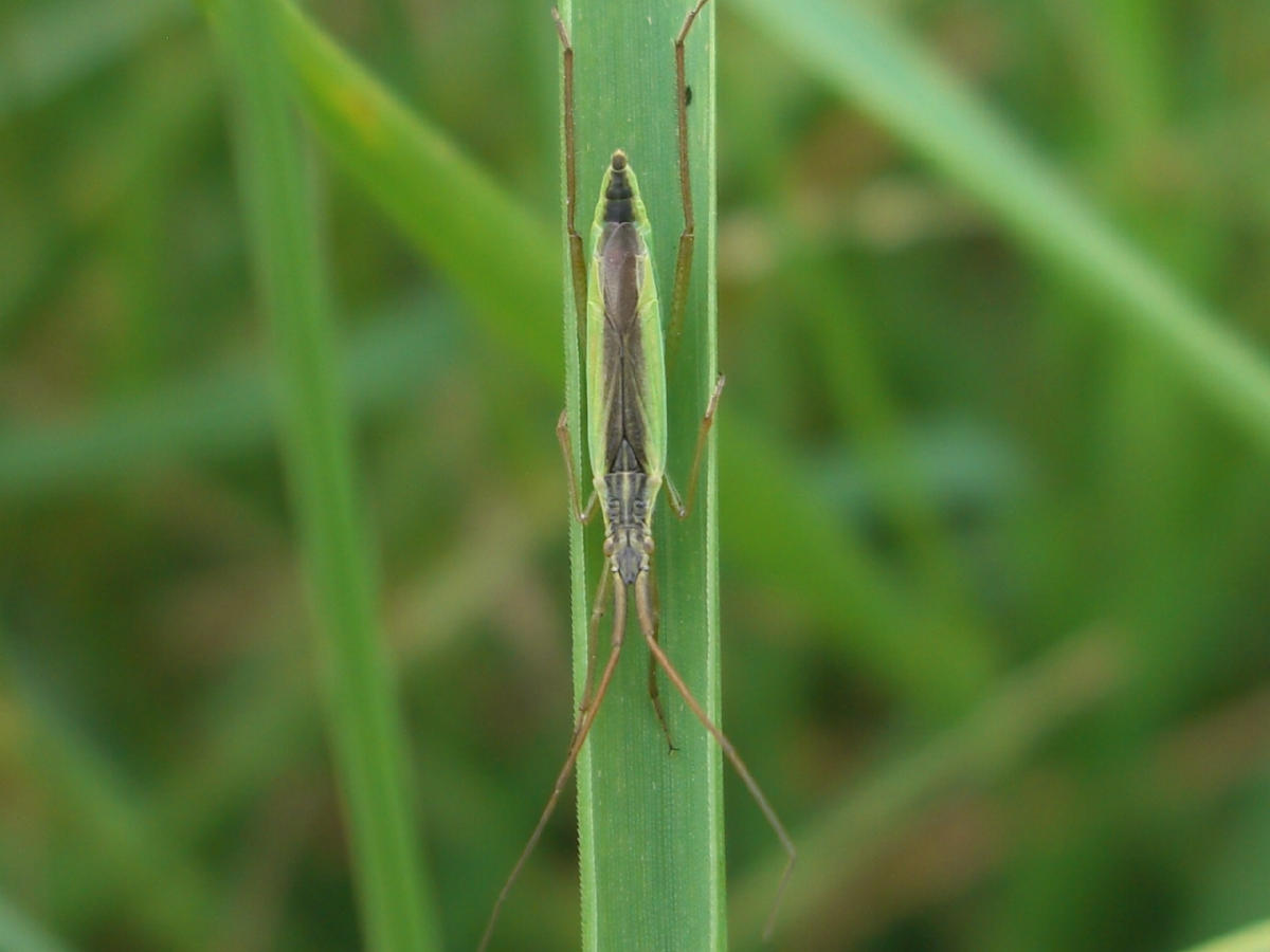 Notostira sp. e Megaloceroea reticornis?