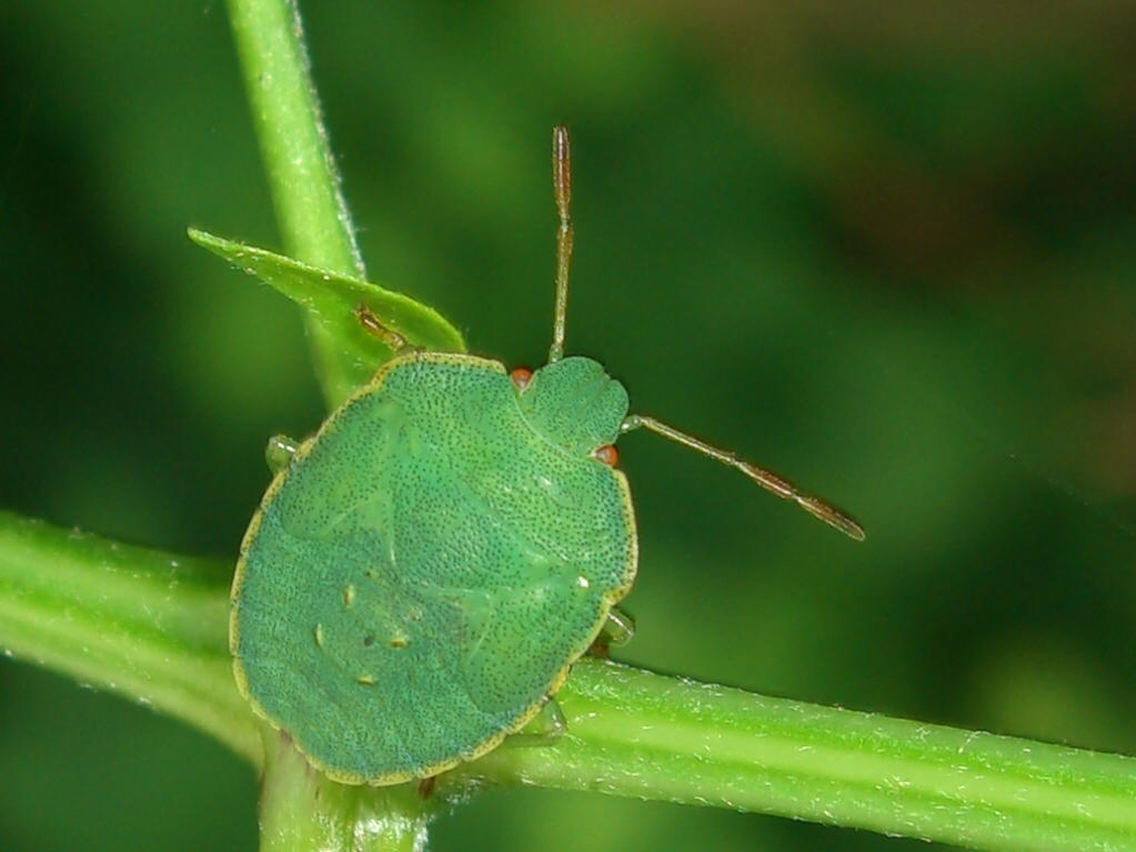 Pentatomidae: una giovane Palomena trevigiana