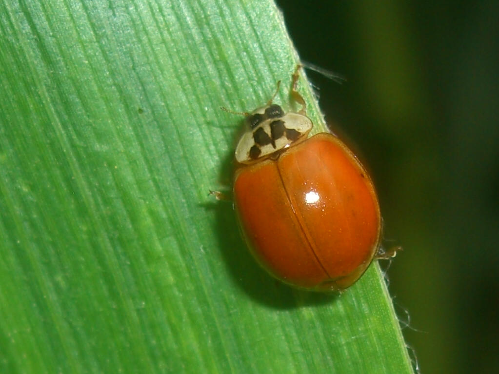 Coccinella: Harmonia axyridis