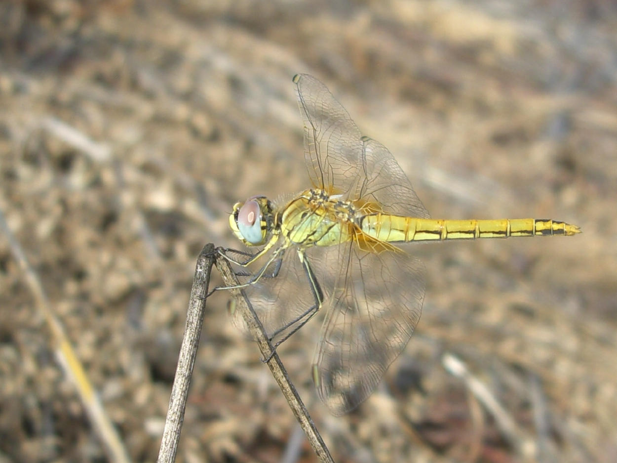 Da identificare - Sympetrum fonscolombii