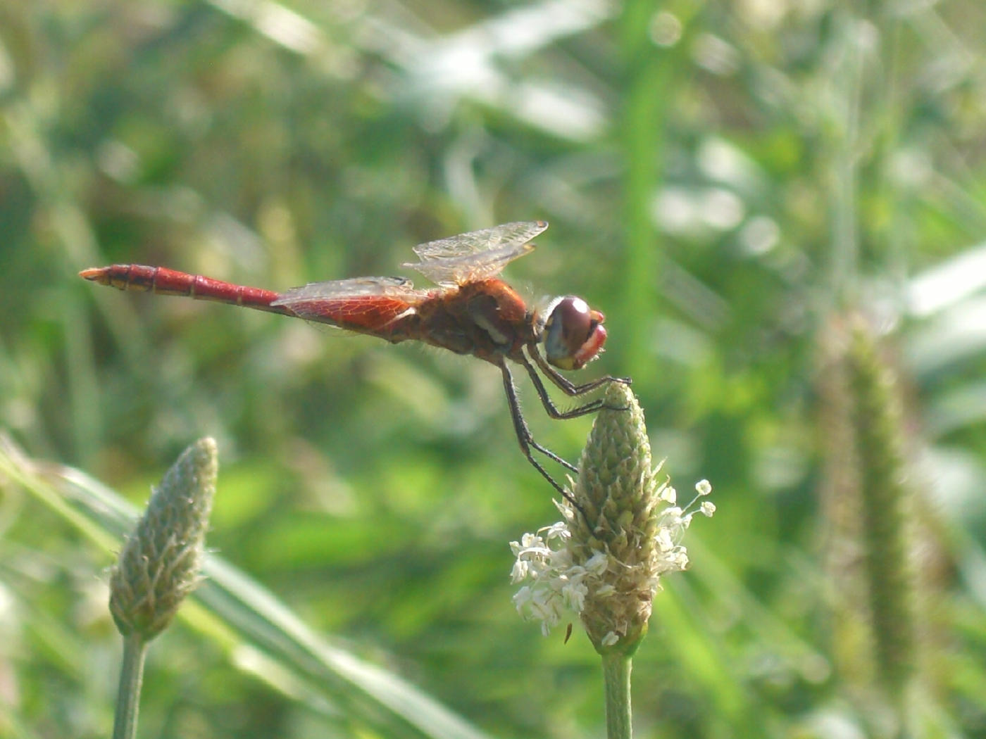 Da identificare - Sympetrum fonscolombii