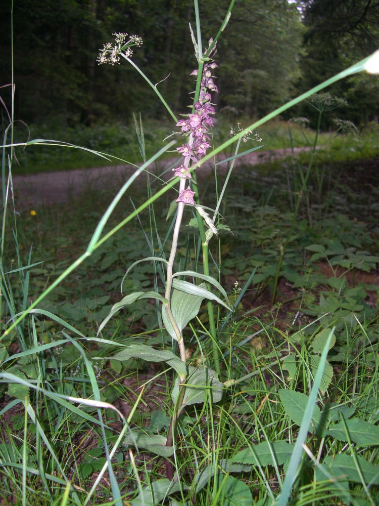 Orchidee varie