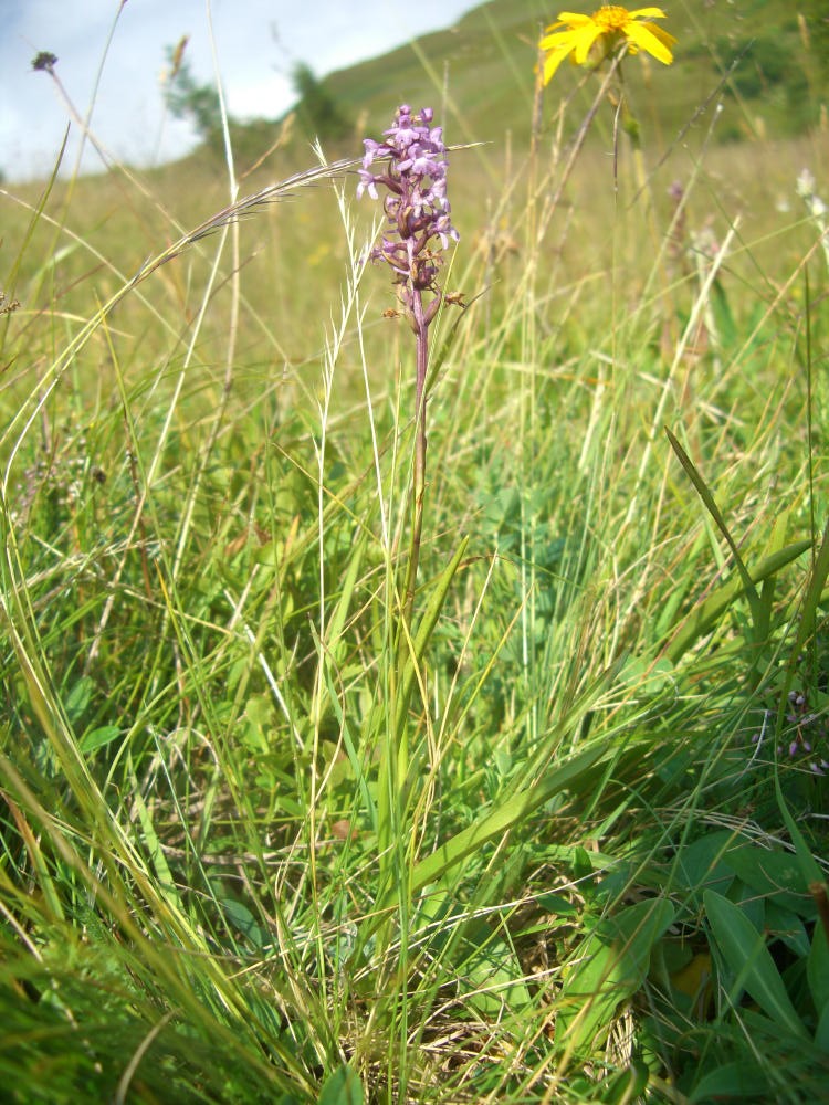 Orchidee varie