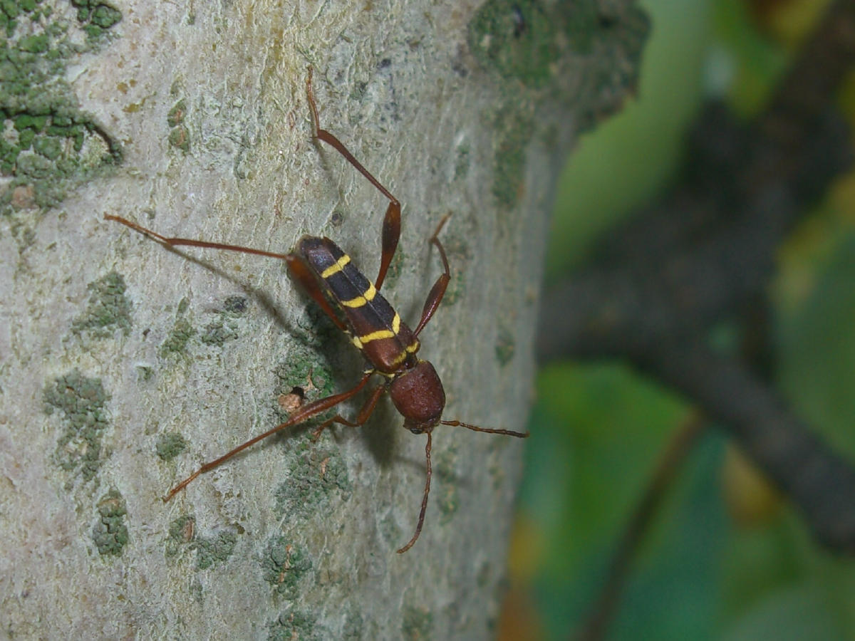 Neoclytus acuminatus