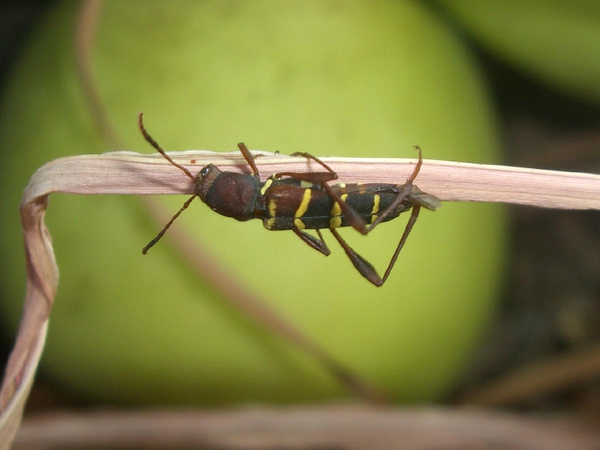 Neoclytus acuminatus